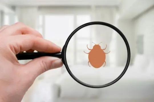 bed bug inspection lakefield