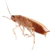 cockroach pest control lakefield