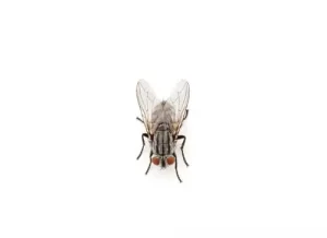 exterminator cluster flies control lakefield