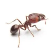 fire ant treatment lakefield