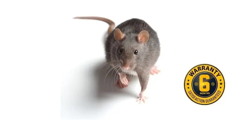 rat exterminator lakefield