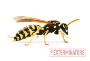wasp exterminator lakefield